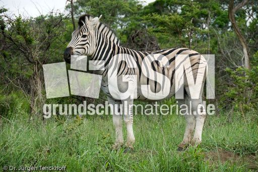 Zebra (24 von 28).jpg